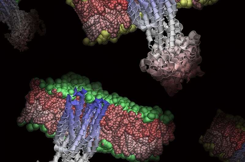 New insight into cell membranes could improve drug testing and design