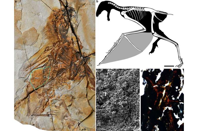 New Jurassic non-avian theropod dinosaur sheds light on origin of flight in Dinosauria