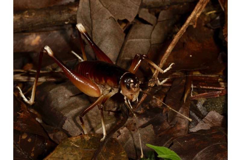 New king cricket species discovery in Costa  Rica