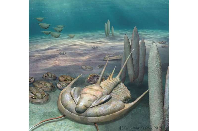 New ‘king’ of fossils discovered on Kangaroo Island