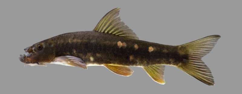 New 'netherworldly' freshwater fish named for Thai conservation visionary