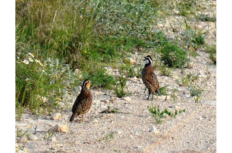 New online, interactive atlas gives comprehensive view of Texas quail decline
