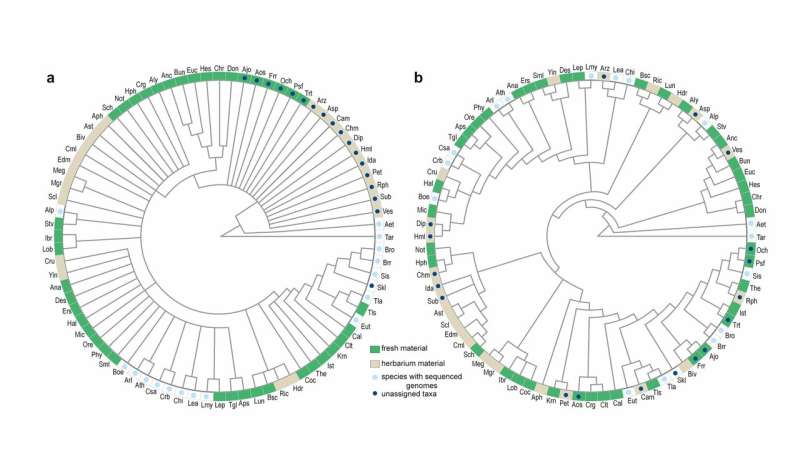 New paper on the phylogeny of the Brassicaceae