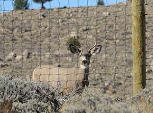 New poll examines public opinion on wildlife and migration corridors in Wyoming