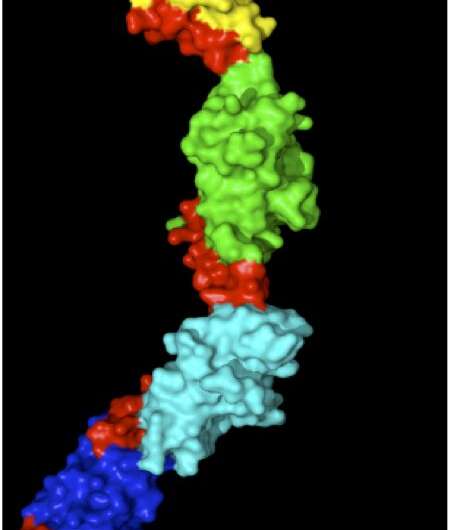 New research area: How protein structures change due to normal forces