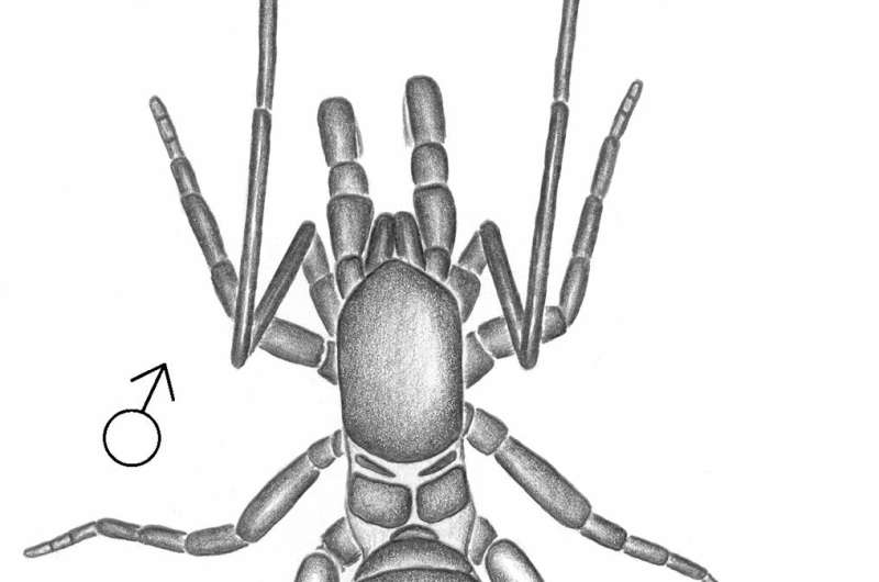 New short-tailed whip scorpion species discovered in Amazon