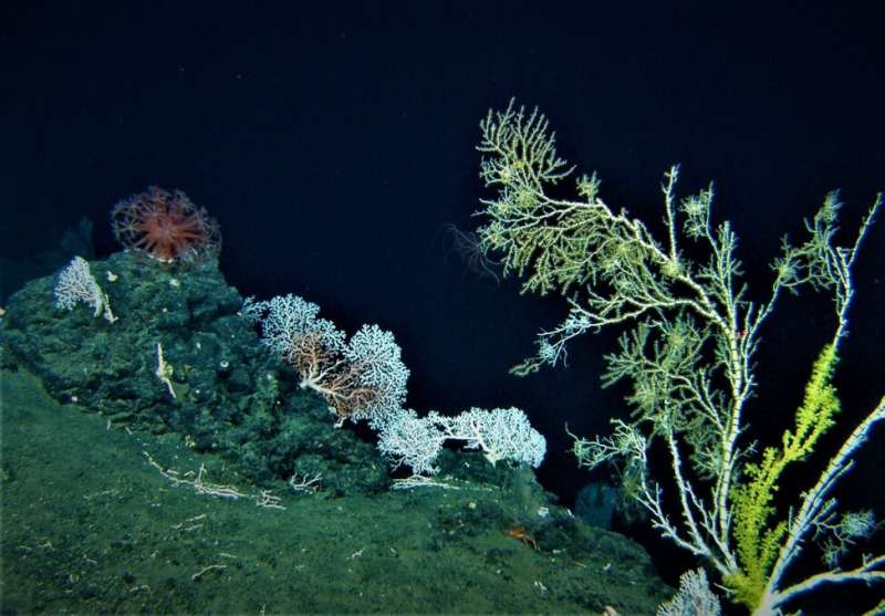 New study first to reveal growth rates of deep-sea coral communities