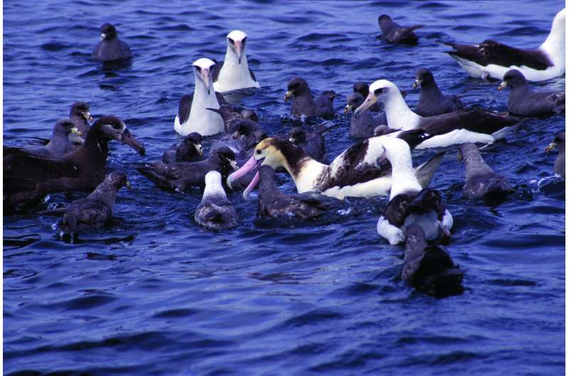 New study—how to save a seabird