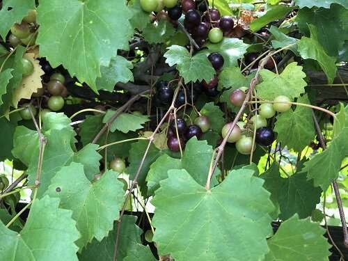 New survey confirms muscadine grapes are affected by parasitic nematodes