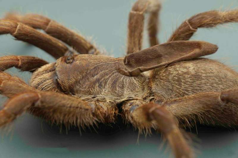 New tarantula species from Angola distinct with a one-of-a-kind 'horn' on its back