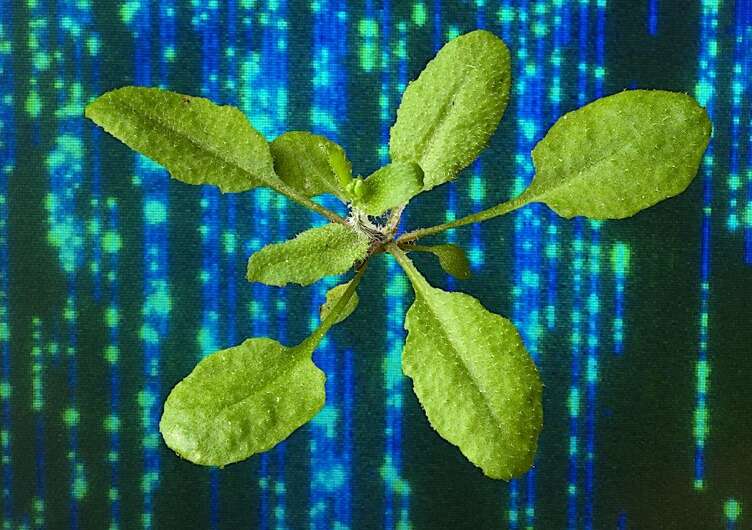 New technologies enable better-than-ever details on genetically modified plants