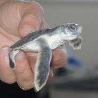 New threat revealed for baby turtles