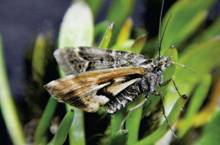 New to science New Zealand moths link mythological deities to James Cameron's films