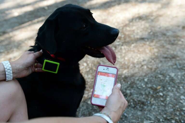 New tricks for old dogs: Wearable gadgets allow pet owners to see how much their animals exercise, sleep, or even relieve themse