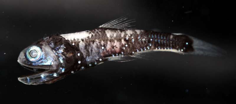 New type of highly sensitive vision discovered in deep-sea fish