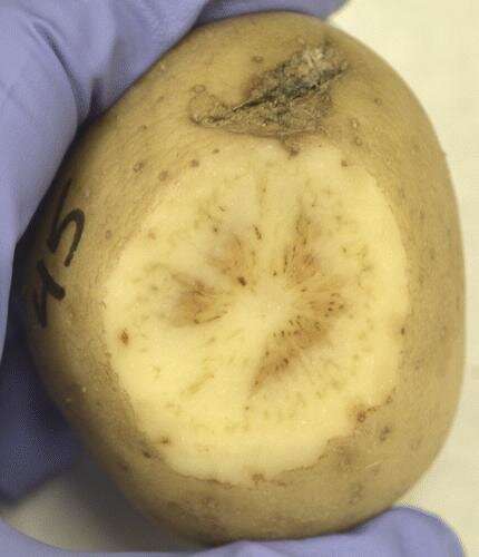 New variety of zebra chip disease threatens potato production in southwestern Oregon