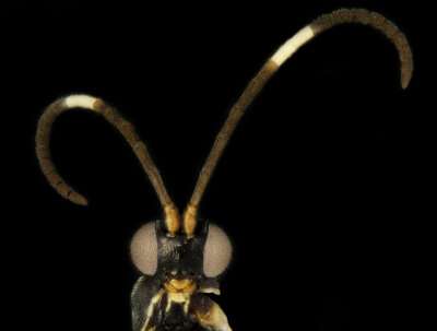 New wasps named after biscuits and Doctor Who aliens