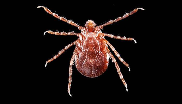 New Yorkers brace for self-cloning Asian longhorned tick
