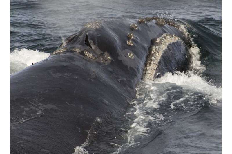 NOAA Fisheries biologists record singing by rare right whale