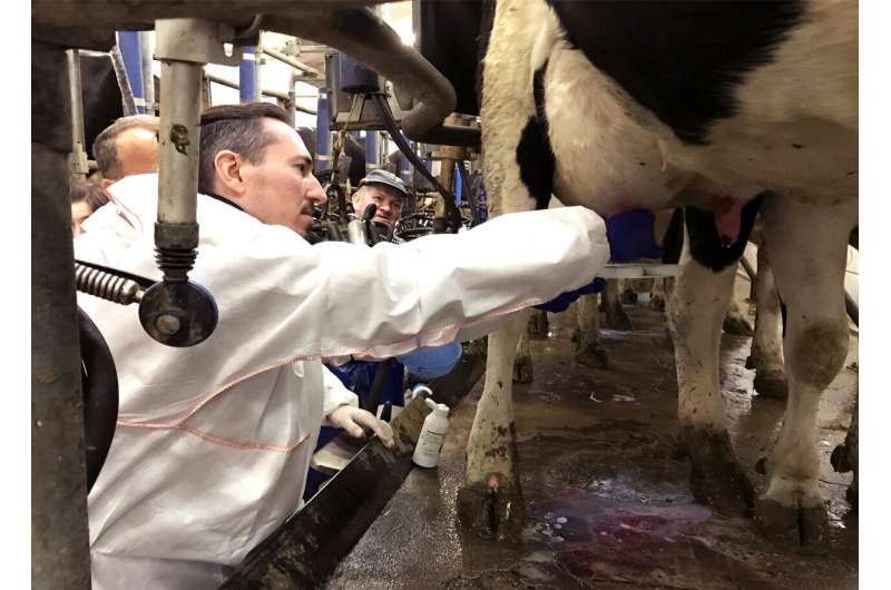 Non-antibiotic cures for cows could speed up treatments for people