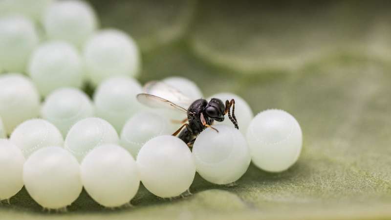 Non-native pest-controlling wasp identified in Canada prior to formal approval