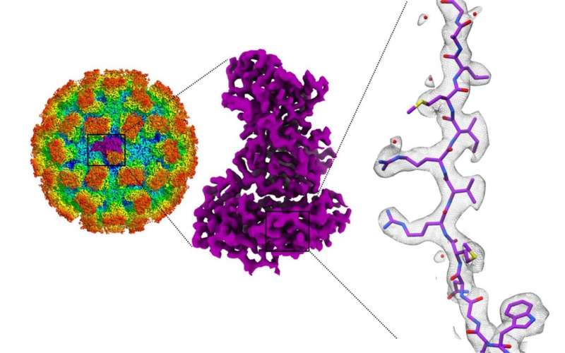 Norovirus structures could help develop treatments for food poisoning