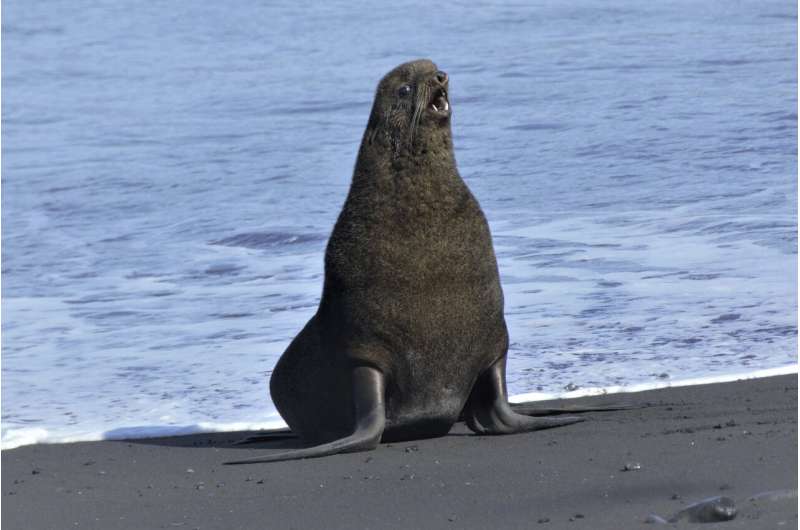 Northern fur seals multiply on steaming Alaska volcano