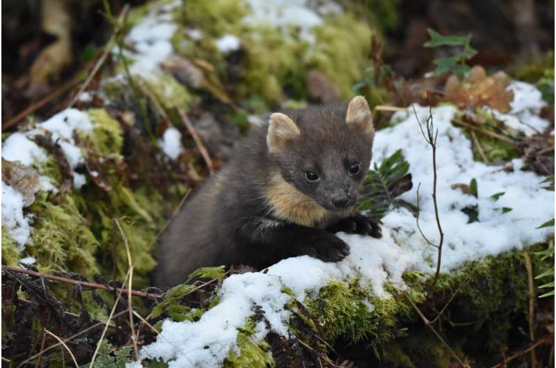 Northern Ireland's recovering pine marten population benefits red squirrels