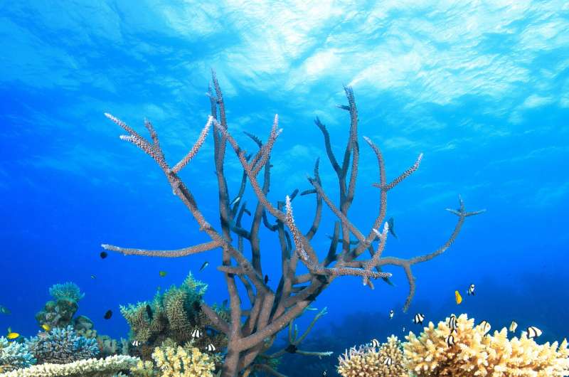 No silver bullet for helping the Great Barrier Reef