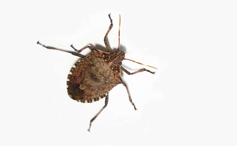 No stink bugs allowed: Study shows size of gaps needed for invasion