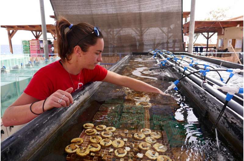 Not only do Gulf of Aqaba corals survive climate change but their offspring may too