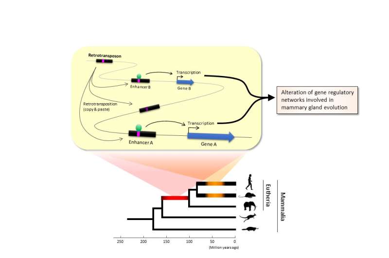 Not so selfish after all--Key role of transposable elements in mammalian evolution