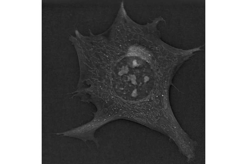 Novel 3D microscopy technique reveals new phenomena in living cells