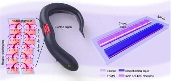 Novel Chinese nanogenerator takes cue from electric eels