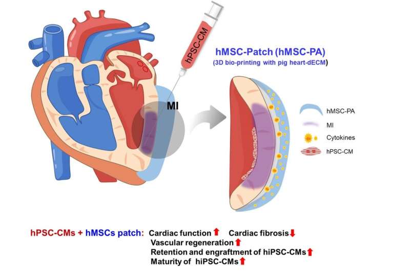 Novel dual stem cell therapy improving cardiac regeneration