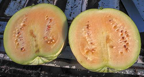 Novel watermelon rootstock knocks out disease and pests