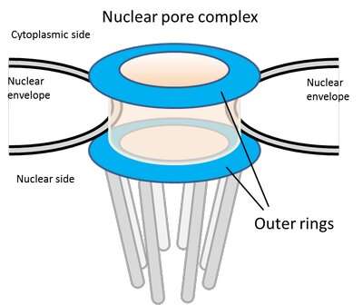 Nuclear pore complex outer rings: No longer 'one size fits all'