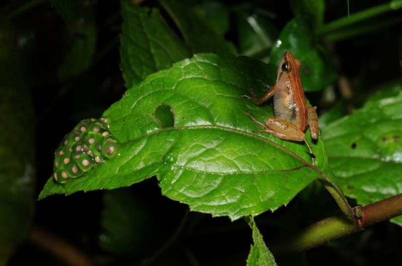 NYU Abu Dhabi researchers discover new frog species on remote Ethiopian mountain