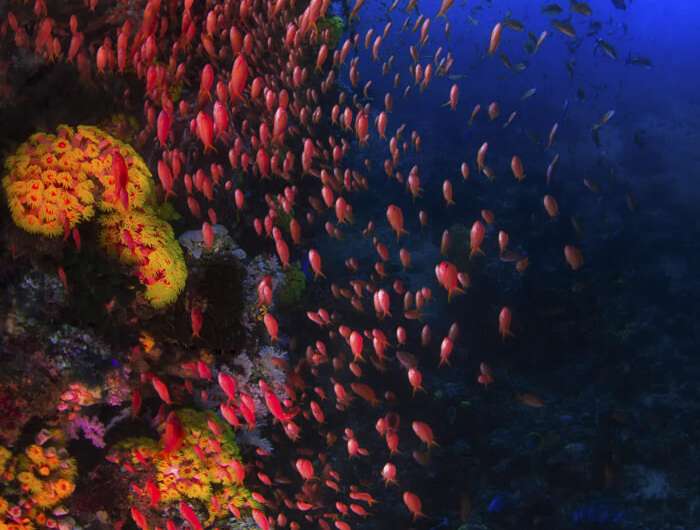 Ocean currents bring good news for reef fish