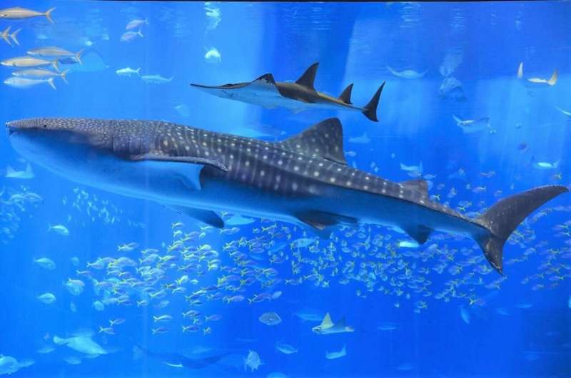 Ocean giant gets a health check: Combination blood, tissue test reveals whale shark diets