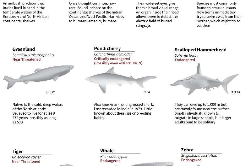sharks predators schedule