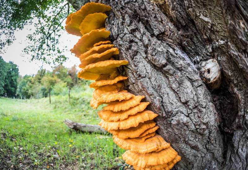 Of the 550 gigatonnes of biomass on Earth, fungi make up 12 Gt—more than six times all animals combined