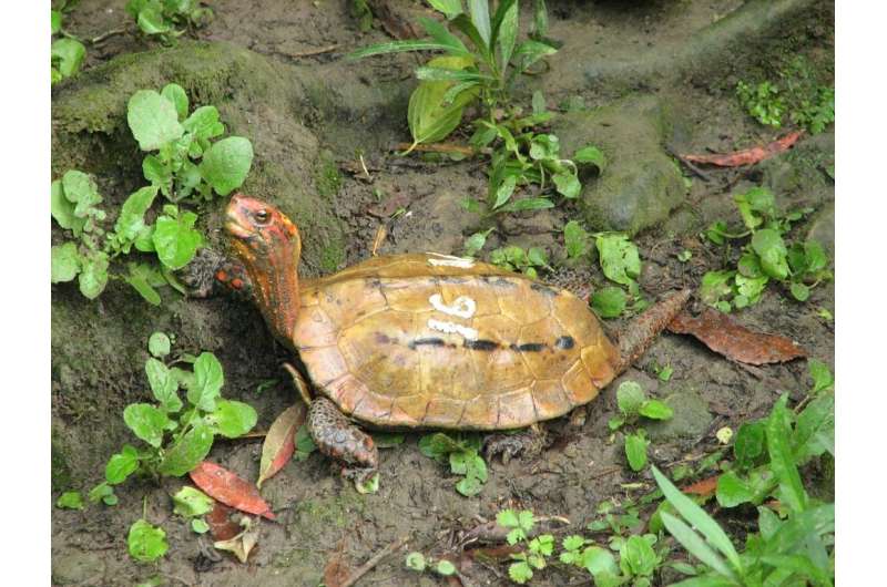Okinawa Zoo and Museum released photos of the types of stolen turtle including the rare Ryukyu leaf species