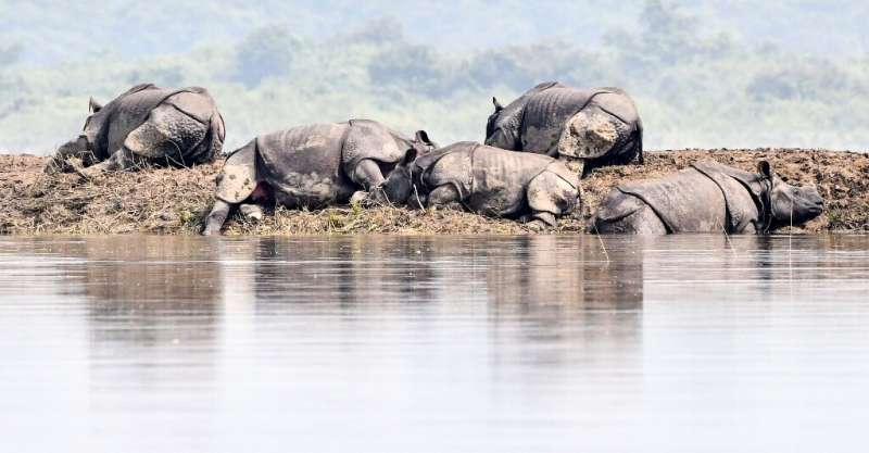 One-horned rhinoceros bask on a bank in flood-hit Kaziranga National Park in India's Assam state