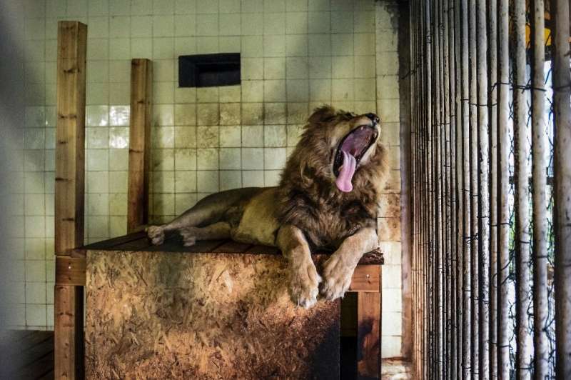 One of the lions, Boby, in a cage of Tirana zoo on Tuesday before its transfer to the Netherlands