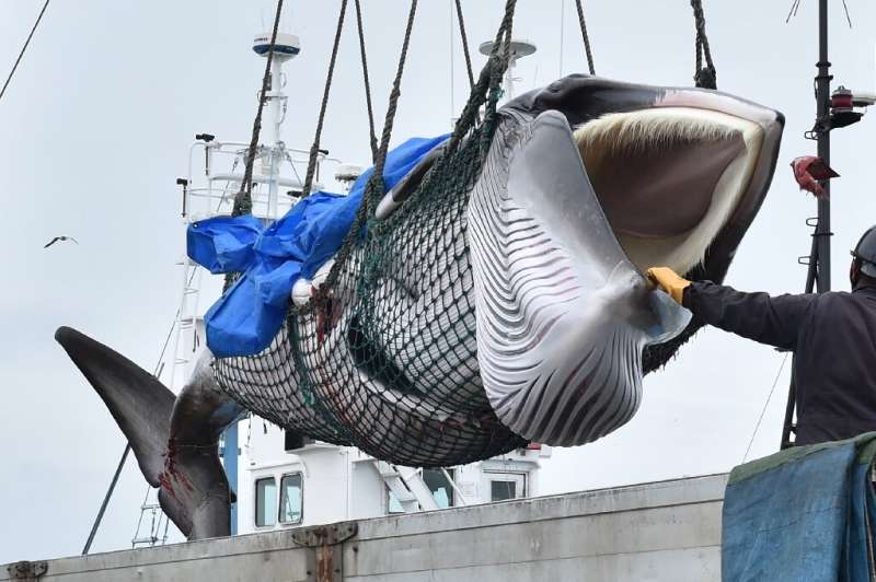 One of three species Japan has targeted in resuming commercial whaling is threatened with extinction, and sub-populations of the