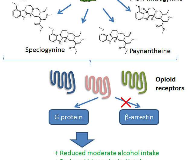 Opioid-based plant might not be best solution to curb habitual alcohol use