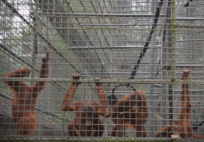 Orangutans at a rehabilitation centre in Nyaru Menten, central Kalimantan are showing signs of respiratory illness as a result o