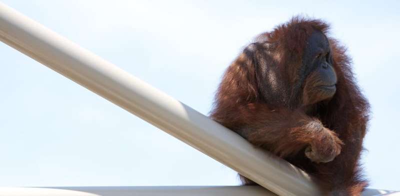 Orangutans can play the kazoo – here's what this tells us about the evolution of speech