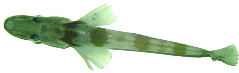 Oregon research team helps complete genome of Antarctic blackfin icefish